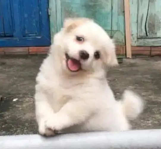 一只白色狗勾歪头笑的图片