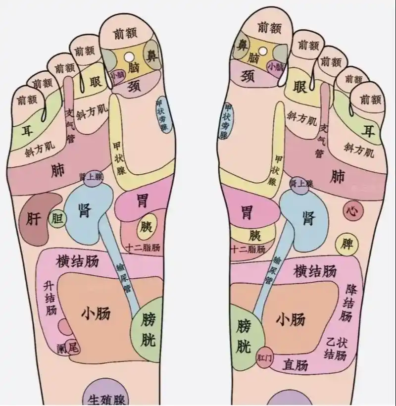 足部是人体的第二个心脏#部位图 #中医养生知识 - 抖音