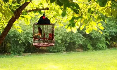笼中鸟渴望自由的句子说说及图片