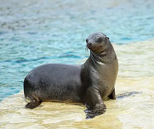 加州海狮图片_图片大全