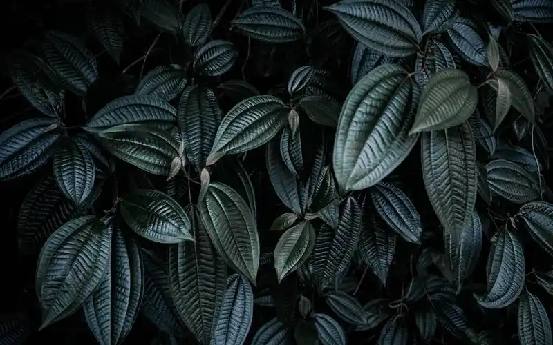 植物叶子特写镜头 壁纸