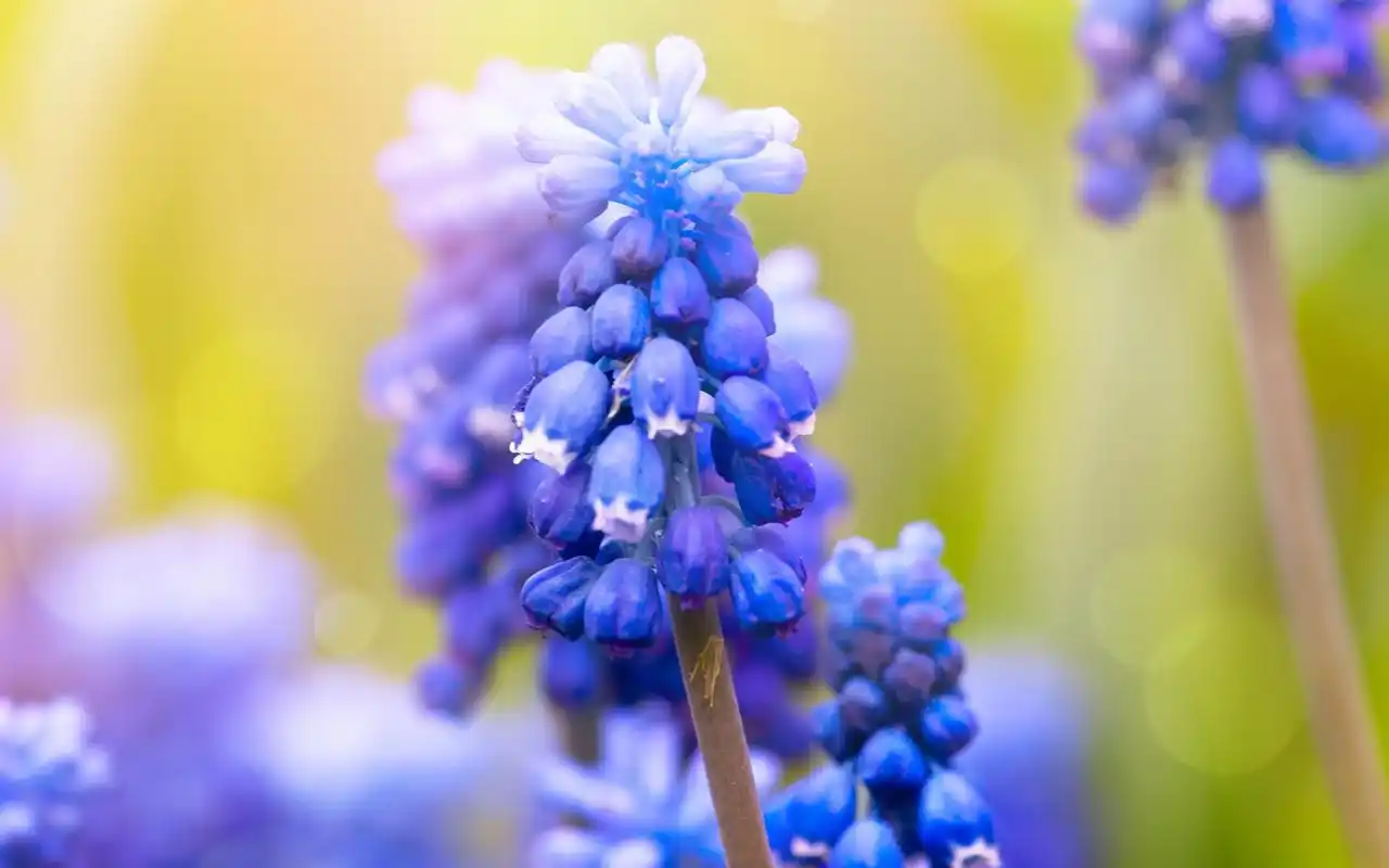 简约唯美的葡萄风信子高清桌面壁纸下载