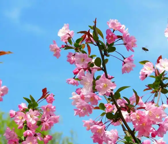 美丽春景 景色宜人 掠影黄兴湖畔~惠南镇金钟园 20180401