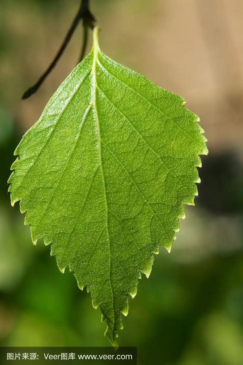 美丽的微距照片的桦树叶子在自然的背景