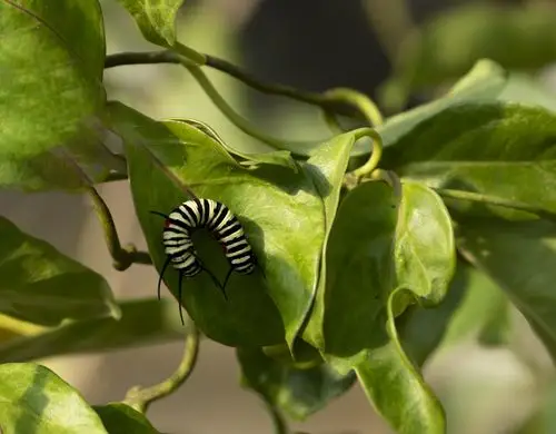 蝴蝶小时候的其貌不扬.
