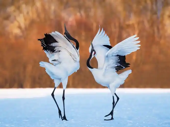 两只鸟,鹤跳舞 桌布 - 1600x1200