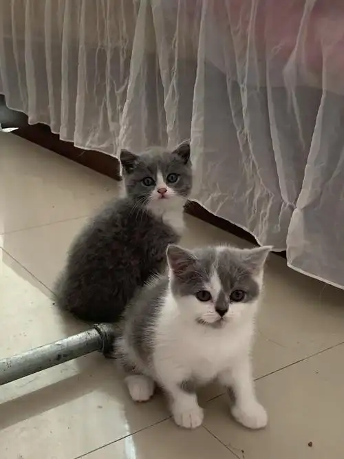 英短蓝白 #小奶喵 #昆明蓝白猫 #昆明蓝白 - 抖音