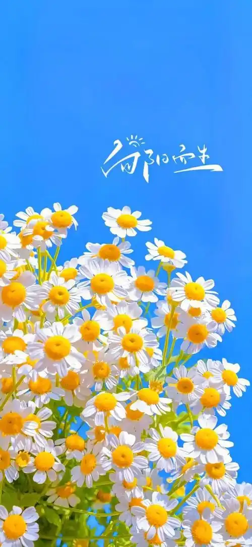 治愈系壁纸 | 熬过低谷,繁花自现