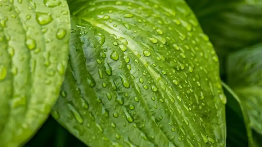 唯美护眼小清新树叶唯美绿色高清桌面壁纸