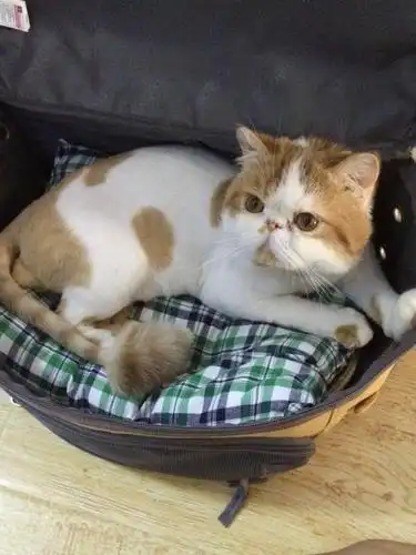 贵阳加菲猫,自己家加菲猫出售有意者私信我—桂林秀峰区红岭路短毛