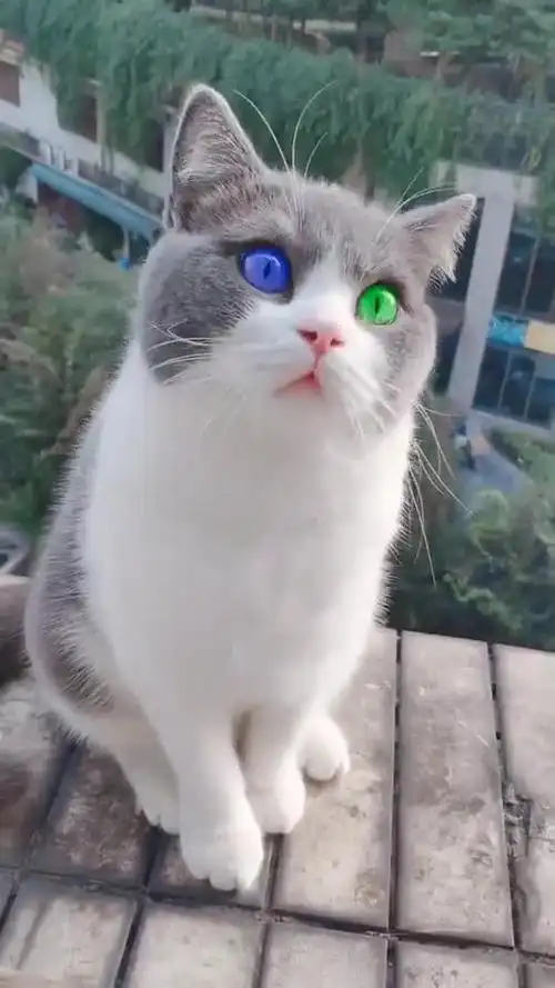 波斯猫的眼睛是蓝色的,这一个蓝一个绿,是什么品种的啊?