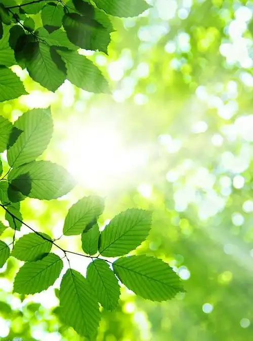 早上好,愿阳光充满你我的生命