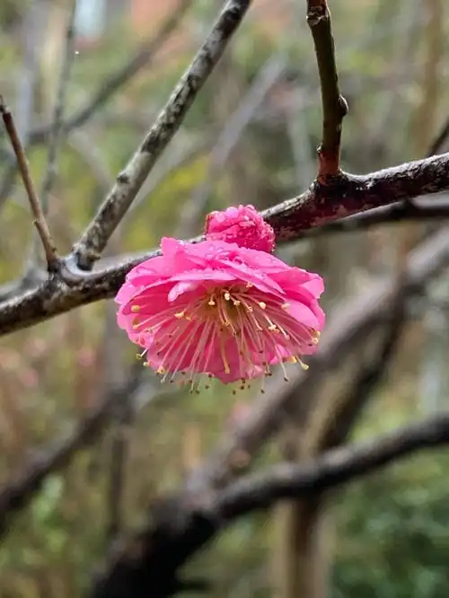 虚心竹有低头叶傲骨梅无仰面花