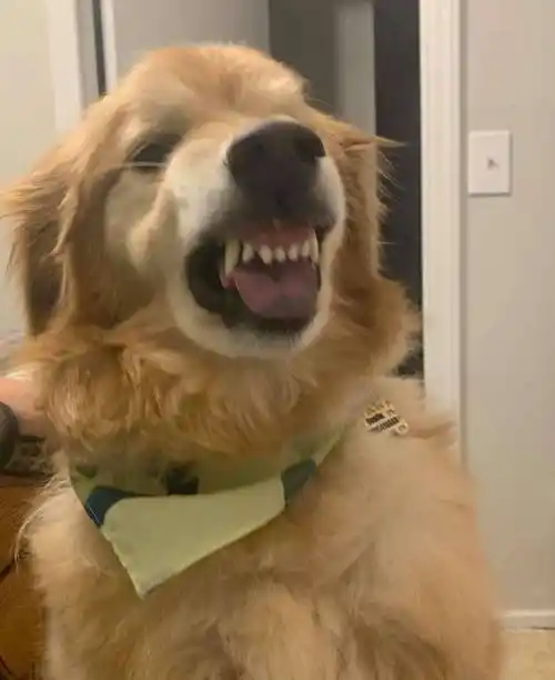 其实,它只是忘了怎么笑_宙斯_达斯汀凯利_狗狗