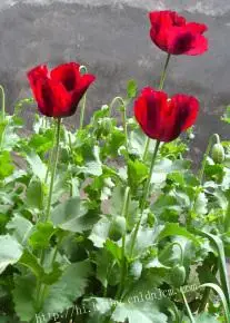 不同的罂粟花照片