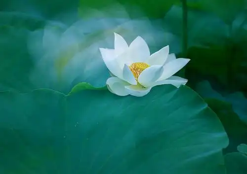 一朵平淡的荷花,云雾赋予她魔力,给人以无限感慨!雾中荷花