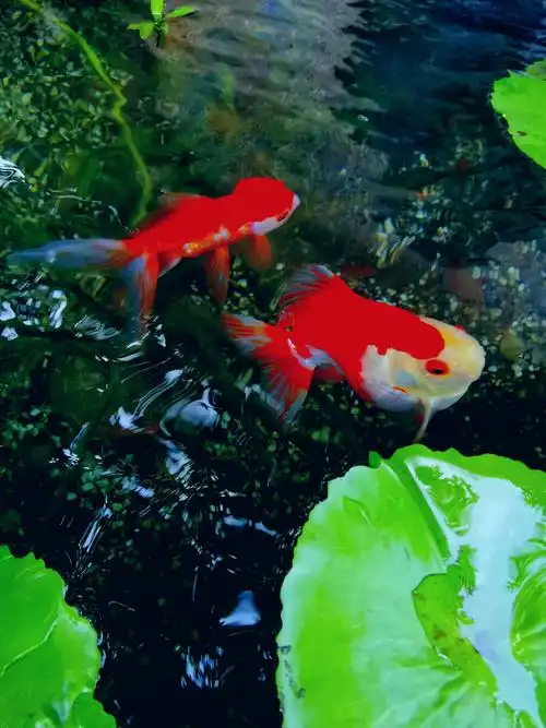 900_1200竖版 竖屏