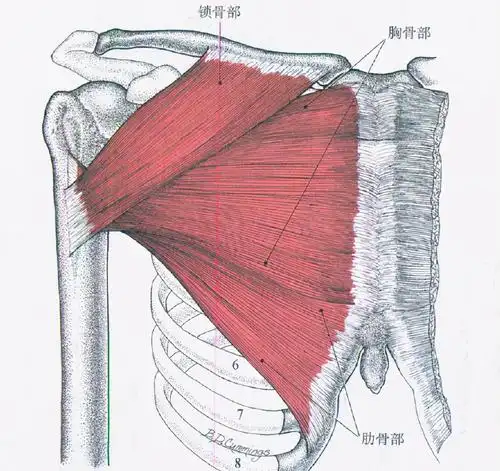 但是现在的具体在哪里,很多人都知道胸大肌的大体位置