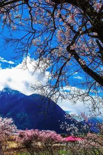 最美春天林芝赏花拼车自驾,火车,飞机行程线路分享