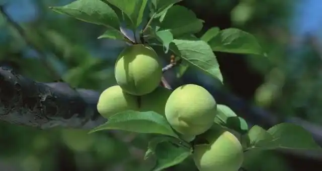 梅花树结的果实是什么