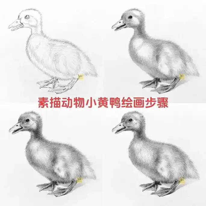 素描动物鸭子绘画步骤 第一步软炭 - 抖音