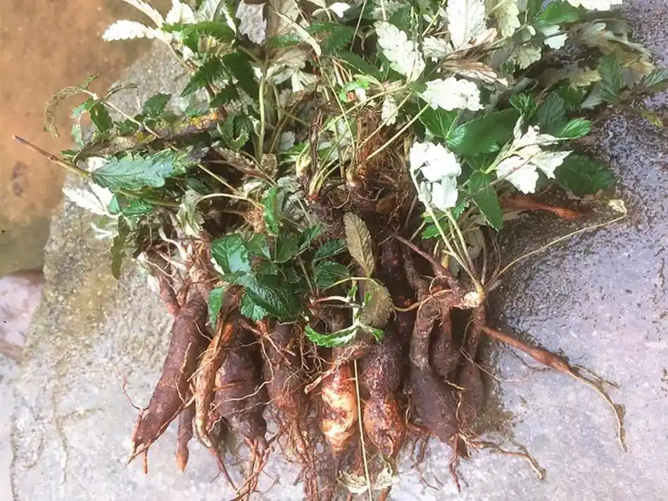 翻白草又叫救命草,别名鸡腿根,儿时常挖来当零食吃,药食两用