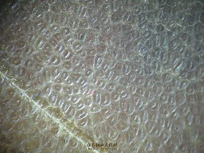 [教材] 亚洲犀牛角 任南藏品