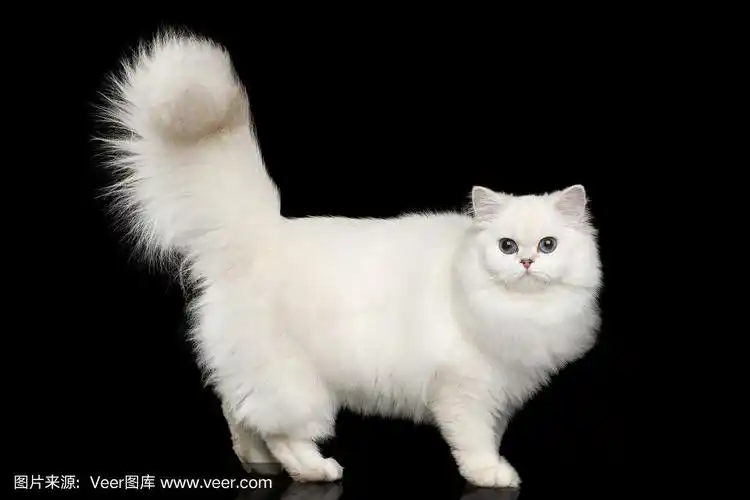 毛茸茸的英国品种猫白色颜色孤立的黑色背景