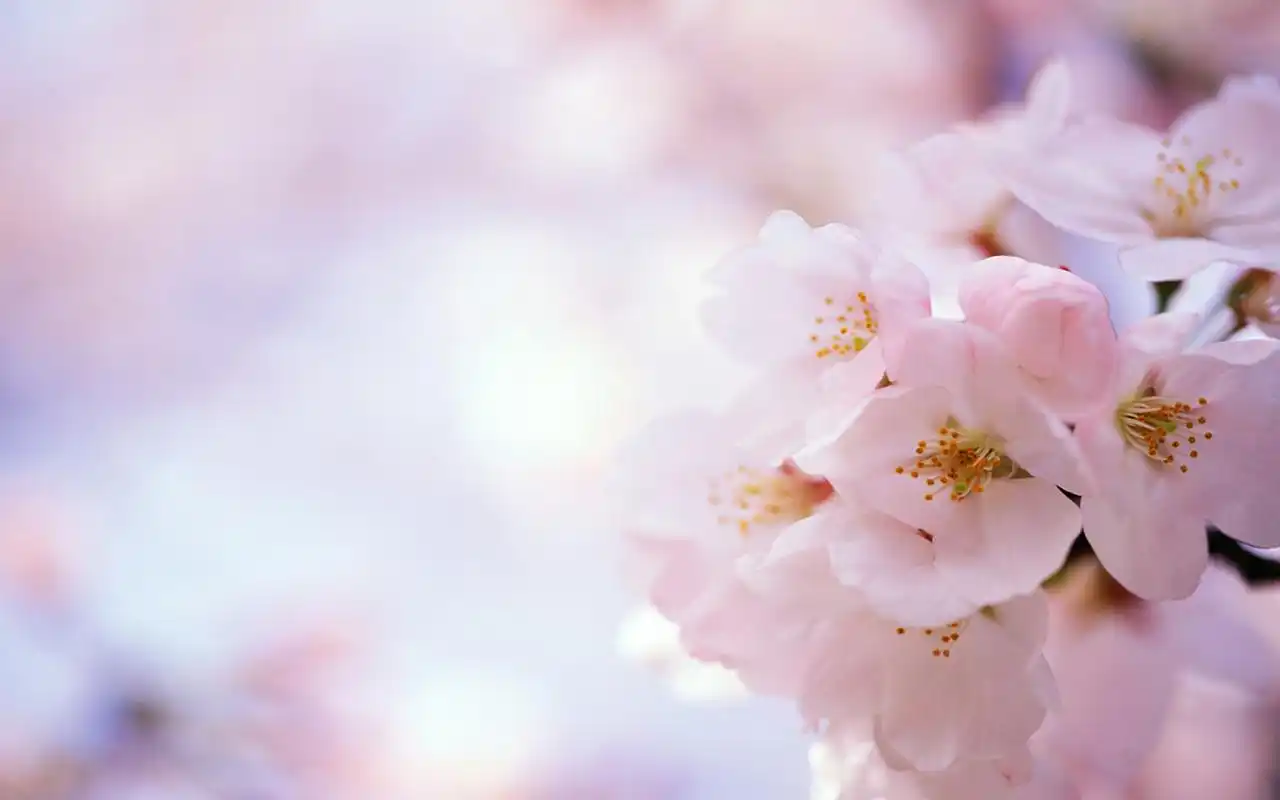 盛开的桃花唯美桌面壁纸