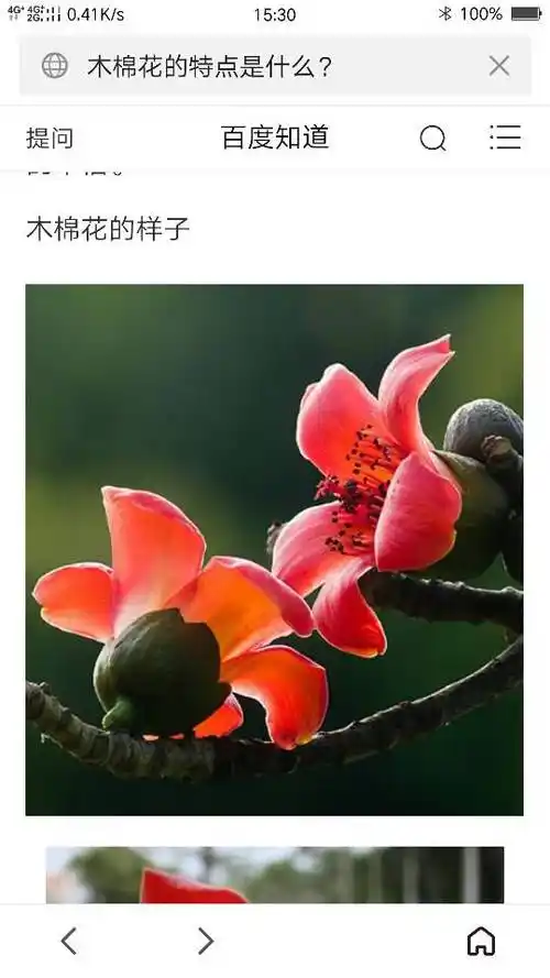 木棉花的特点