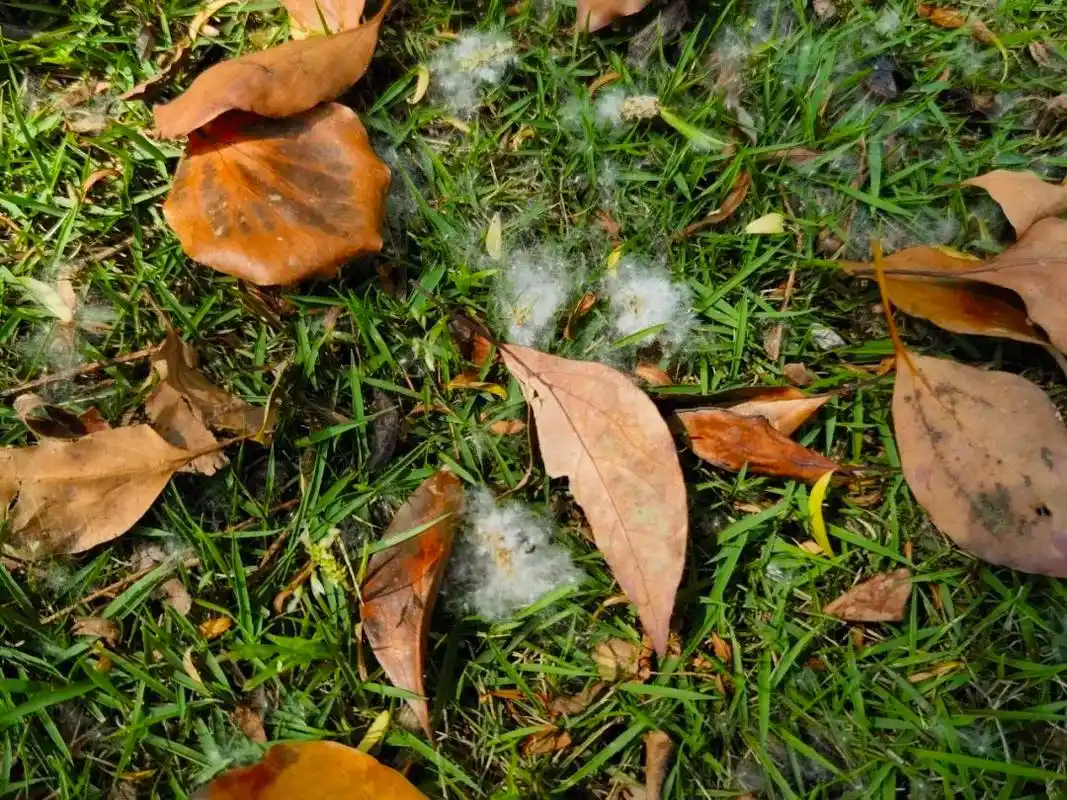 柳絮纷飞,除了防过敏,还需警惕这件事