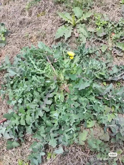 这么多苦菜到底谁是谁