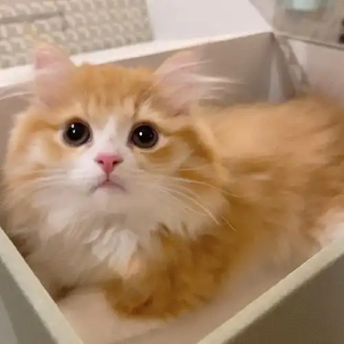 可爱小奶猫头像图片_萌宠小猫头像高清_三千图片网