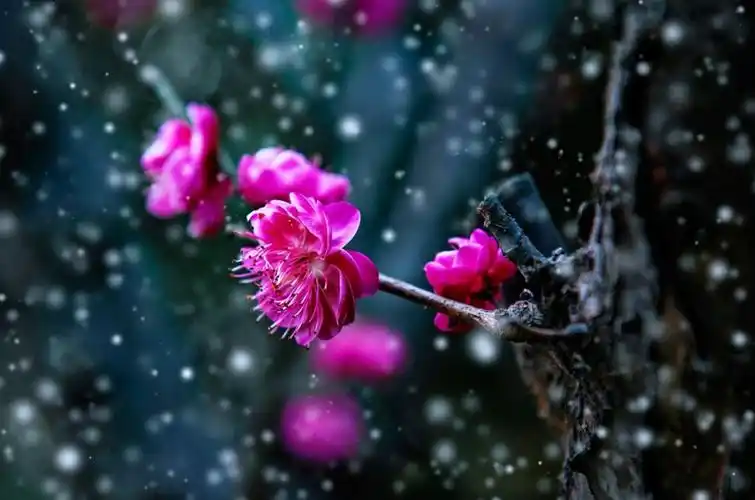 诗词鉴赏傲雪寒梅独自开