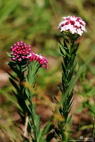 草原狼毒花 - 美篇