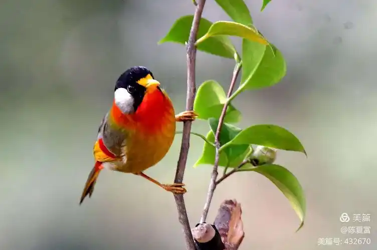 自然生态科普常识鸟类篇,(107)银耳相思鸟