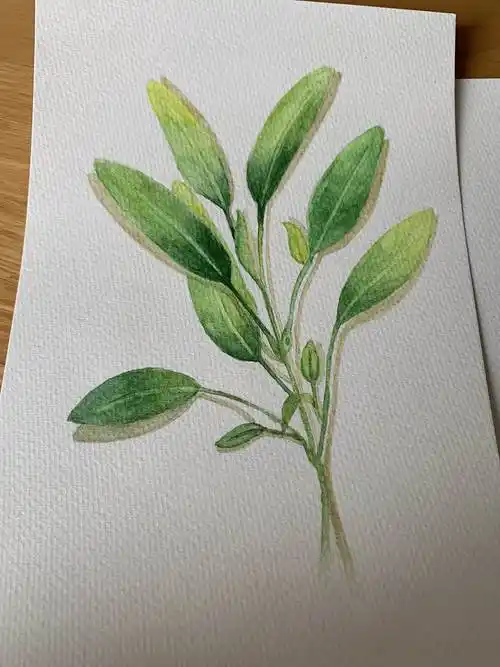 2018-水彩入门-临摹初学水彩画的临摹图片