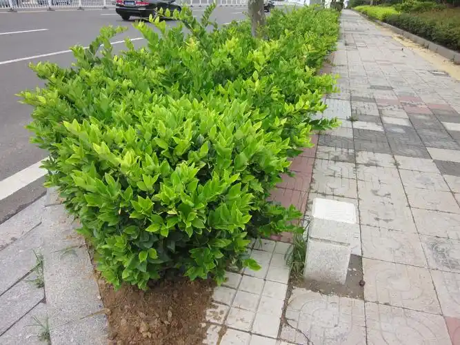 这是什么种类的灌木?_百度知道