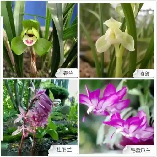 全球最牛最经典的兰花类品种与花色大全