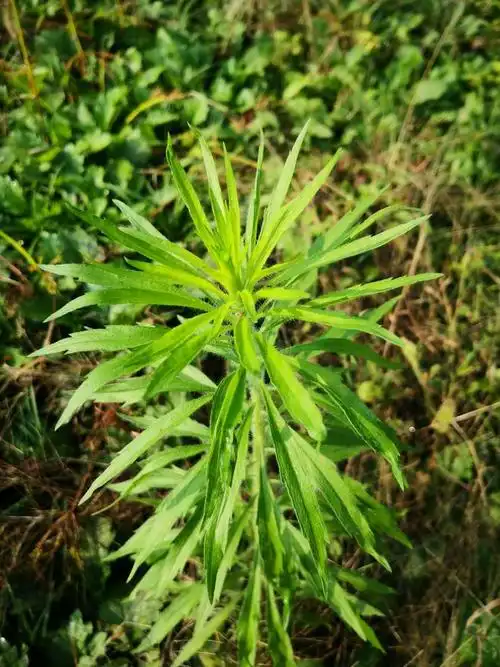 农村遍地可见的飞蓬草挖回家拿来煮水不懂的人却将它当杂草