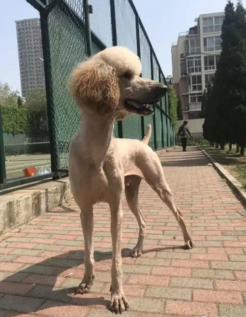 贵宾犬美容造型图片 论贵宾造型的重要性