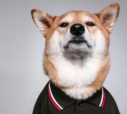 我寻思着一只狗拍照会有多正经直到看到了它们