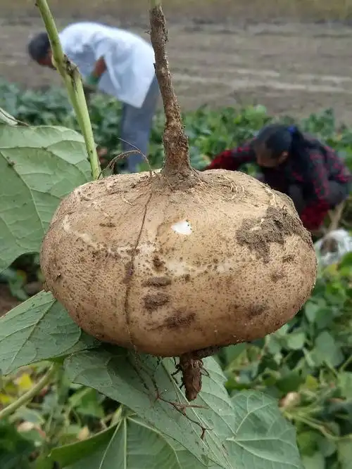 这个夏天,我最爱的零食就是湖北凉薯白地瓜啦!脆甜爽口,吃起来 - 抖音