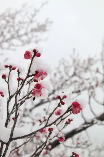 南山公园傲雪红梅