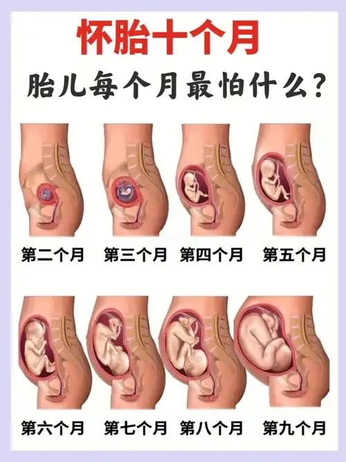 胎儿每个月发育都怕什么71新手爸妈快来看