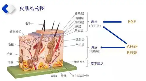 带你了解皮肤结构 - 美篇
