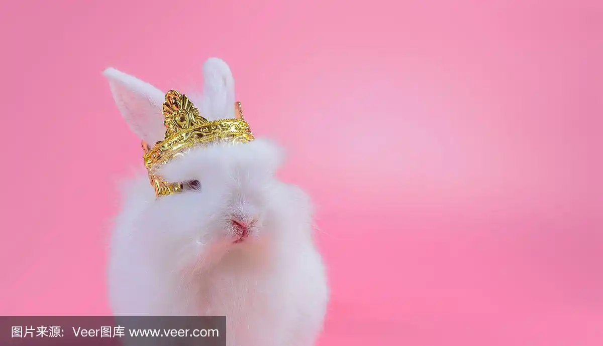 白色毛茸茸的兔子与金色皇冠坐在粉红色的背景,小白兔和文本复制空间