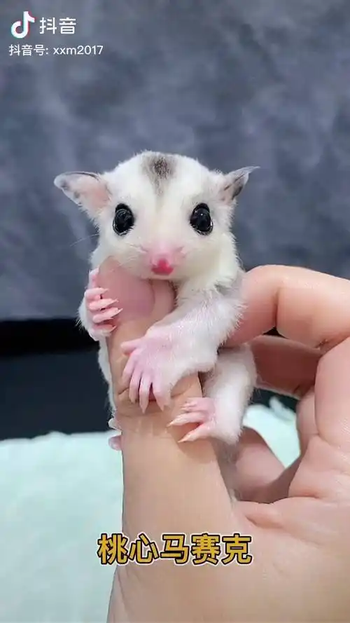 快看看有没有你家的小可爱大家都认识几种颜色的蜜袋鼯