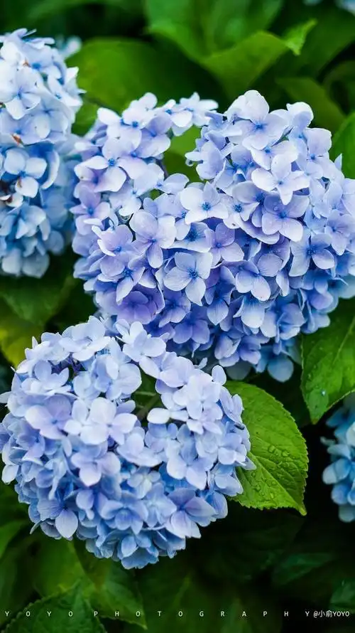 蓝色绣球花壁纸