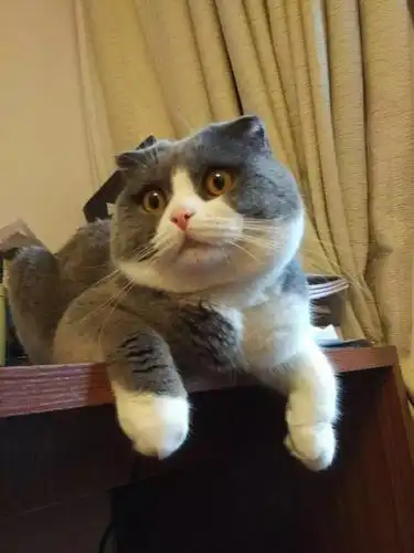 一窝蓝猫宝宝火速来围观!